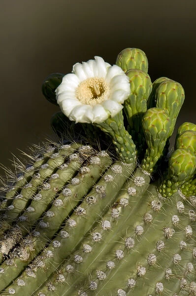 USA, Arizona, Tucson, Saguaro National Park, Flowering Saguaro