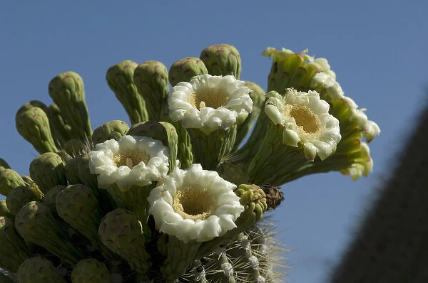 USA, Arizona, Tucson, Saguaro National Park, Flowering Saguaro