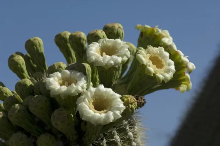 Framed Print : USA, Arizona, Tucson, Saguaro National Park, Flowering Saguaro