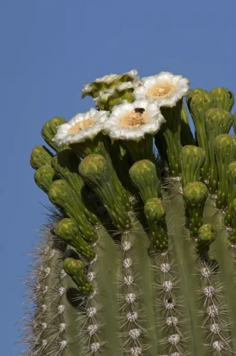 Framed Print : USA, Arizona, Tucson, Saguaro National Park, Flowering Saguaro Framed Print : USA, Arizona, Tucson, Saguaro National Park, Flowering Saguaro