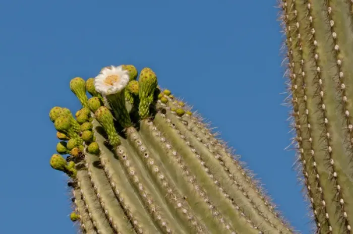 Framed Print : USA, Arizona, Tucson, Saguaro National Park, Flowering Saguaro Framed Print : USA, Arizona, Tucson, Saguaro National Park, Flowering Saguaro