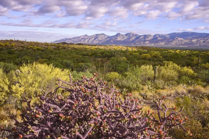 Framed Print : USA, Arizona, Tucson, Saguaro National Park