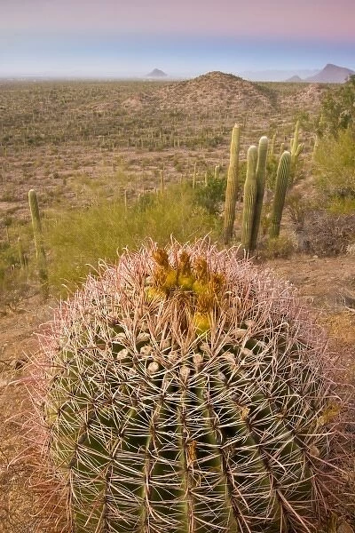 USA, Arizona, Tucson, Saguaro National Park, Golden Barrel Cactus At Sunset