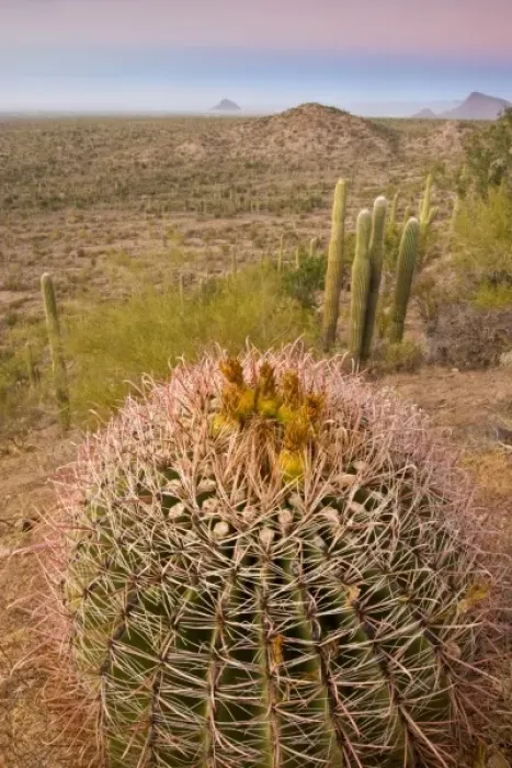 Framed Print : USA, Arizona, Tucson, Saguaro National Park, Golden Barrel Cactus At Sunset