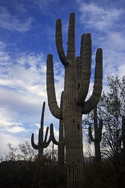 USA, Arizona, Tucson. Saguaro National Park (East). Mature Saguaro Cactus