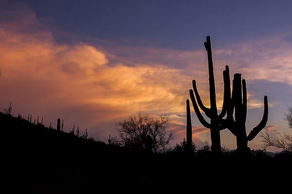 USA, Arizona, Tucson, Saguaro National Park West