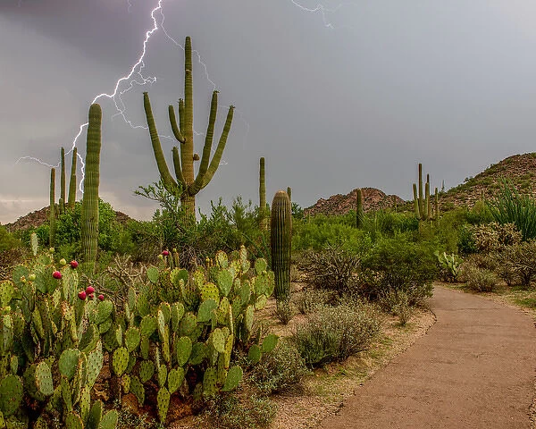 USA, Arizona, Tucson, Saguaro National Park West, Lightning
