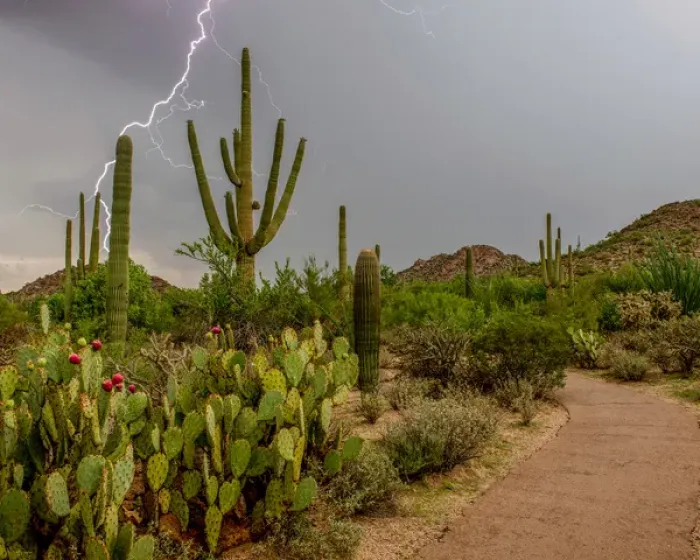 Framed Print : USA, Arizona, Tucson, Saguaro National Park West, Lightning Framed Print : USA, Arizona, Tucson, Saguaro National Park West, Lightning