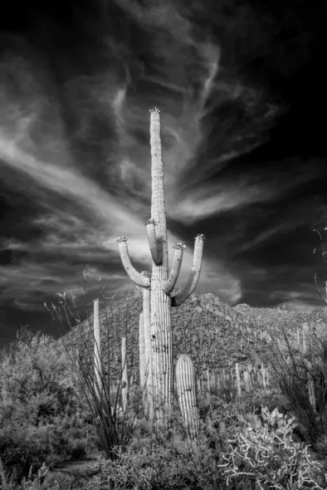 Framed Print : USA, Arizona, Tucson, Saguaro National Park (west) Framed Print : USA, Arizona, Tucson, Saguaro National Park (west)