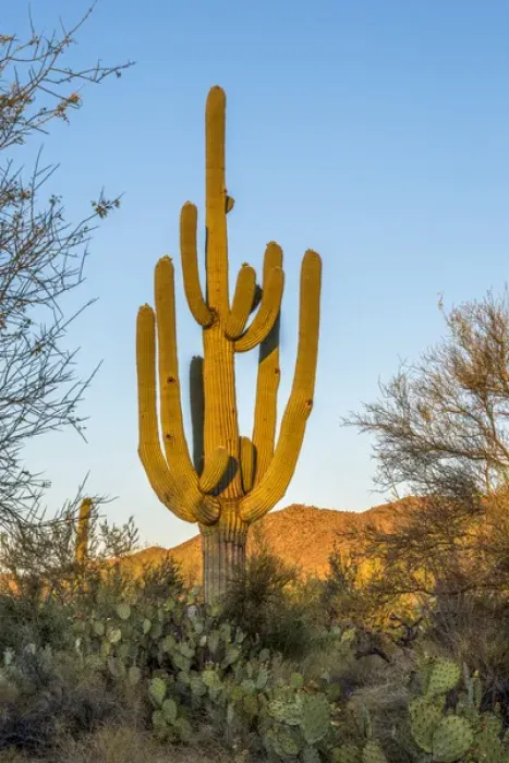 Framed Print : USA, Arizona, Tucson, Saguaro National Park (west) Framed Print : USA, Arizona, Tucson, Saguaro National Park (west)