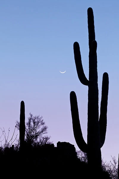 USA, Arizona, Tucson. Silhouette of saguaro cactus with crescent moon at sunset. Credit as