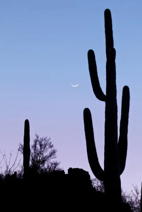Framed Print : USA, Arizona, Tucson. Silhouette of saguaro cactus with crescent moon at sunset. Credit as Framed Print : USA, Arizona, Tucson. Silhouette of saguaro cactus with crescent moon at sunset. Credit as