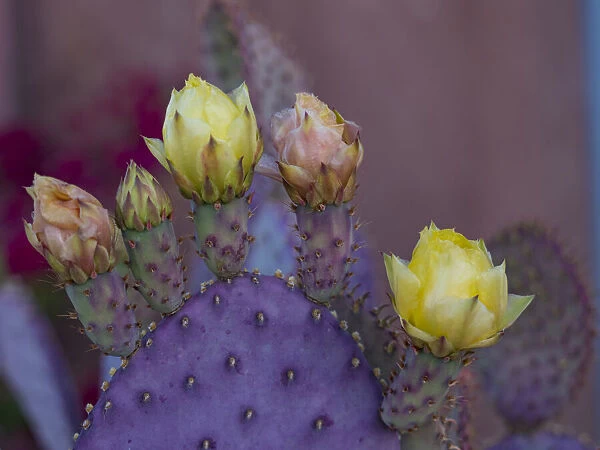 Usa, Arizona, Tucson. Yellow and pink flowers on purple Prickly Pear Cactus