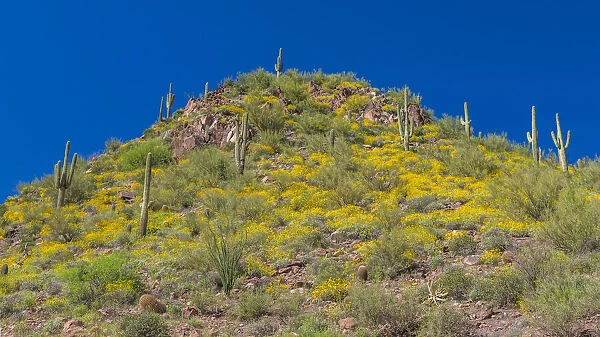 USA, Arizona. View of saguaro cactus on a hillside below Theodore Roosevelt Dam