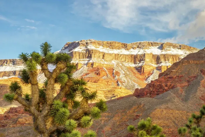 Framed Print : USA, Arizona, Virgin Mountains. Winter landscape with mountain and Joshua trees