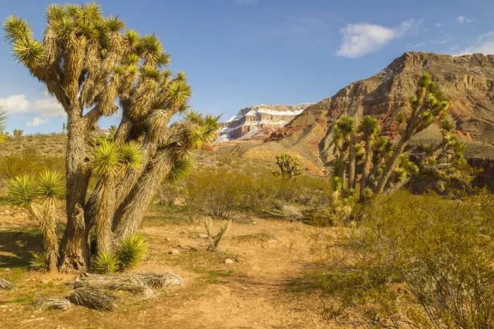Framed Print : USA, Arizona, Virgin River Canyon Recreation Area. Joshua trees and snow on mountain
