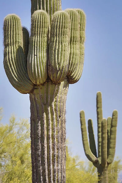 USA, Arizona, White Tank Mountain Park, Phoenix. Close-up of a Saguaro cactus