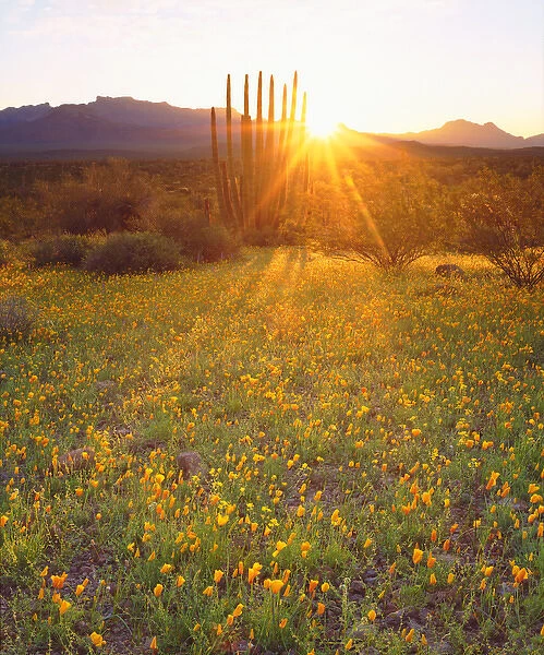 USA; Arizona; Wildflowers and cacti at sunset in Organ Pipe Cactus National Park