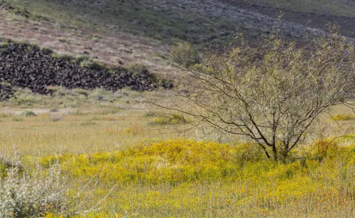 Framed Print : USA, Arizona. Wildflowers in field. Credit as: Wendy Kaveney  /  Jaynes Gallery  / 