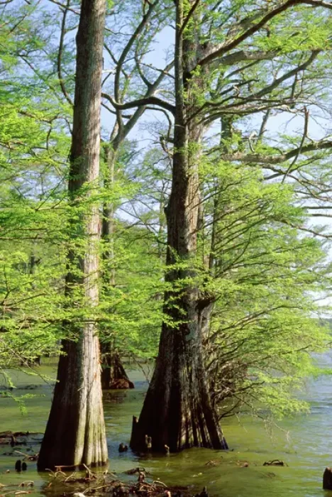 Framed Print : USA, Arkansas, Baldcypress, Taxodium distichum Framed Print : USA, Arkansas, Baldcypress, Taxodium distichum
