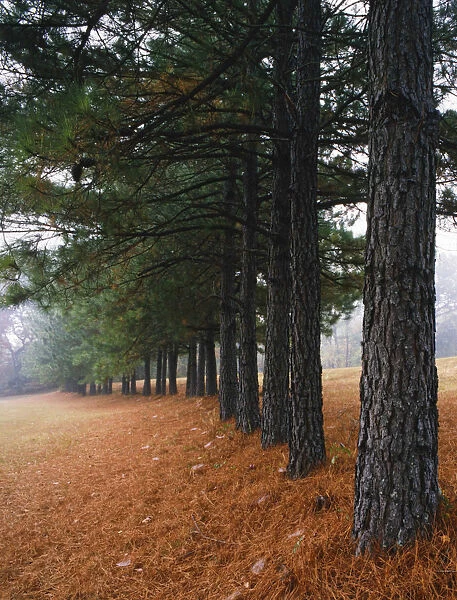 USA, Arkansas. Foggy autumn morning on Crowleys Ridge