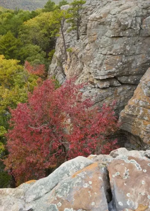 Framed Print : USA, Arkansas. Ozark Mountains. Autumn-hued trees beneath the steep cliffs of Sams Throne Framed Print : USA, Arkansas. Ozark Mountains. Autumn-hued trees beneath the steep cliffs of Sams Throne