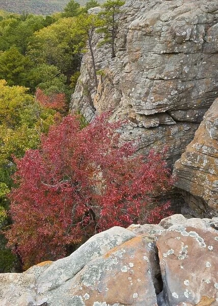 USA, Arkansas. Ozark Mountains. Autumn-hued trees beneath the steep cliffs of Sams Throne