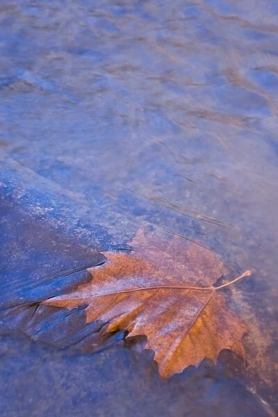 USA, Arkansas. Ozark Mountains. Leaf under flowing water in Rich Creek