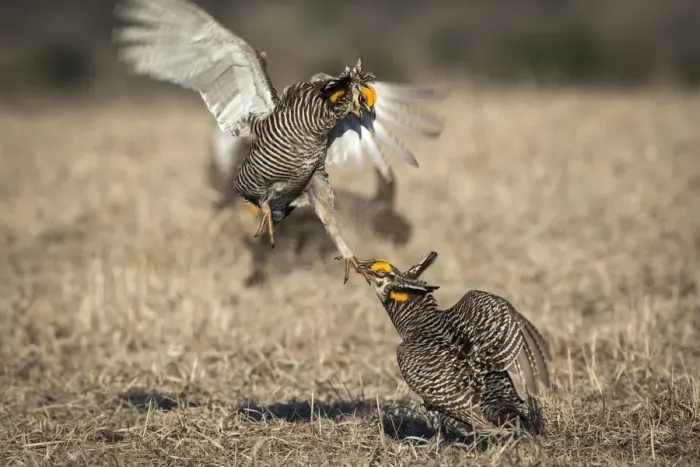 Framed Print : USA, Big Blue Ranch, Burchard, Nebraska. Prairie chickens fighting on the lek