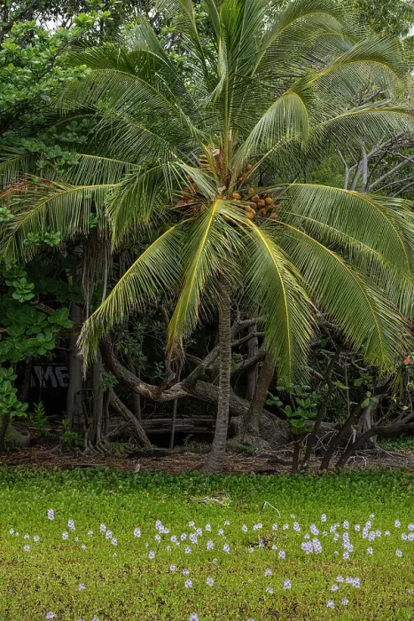 Framed Print : USA, Big Island, Hawaii. Coconut palm trees and hyacinth flowers at Black Sands Beach Framed Print : USA, Big Island, Hawaii. Coconut palm trees and hyacinth flowers at Black Sands Beach