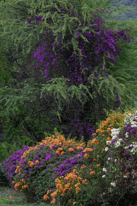 Framed Print : USA, Big Island, Hawaii. Colorful bougainvillea Framed Print : USA, Big Island, Hawaii. Colorful bougainvillea