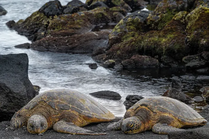 Framed Print : USA, Big Island, Hawaii. Two green sea turtles on beach. They are endangered