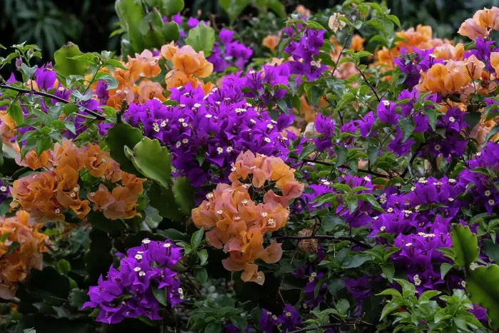 Framed Print : USA, Big Island, Hawaii, Multicolored bougainvillea Framed Print : USA, Big Island, Hawaii, Multicolored bougainvillea
