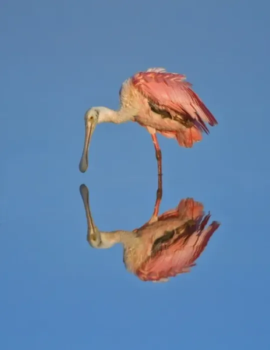 Framed Print : USA, Bird, Florida, Sanibel Island, J. N. Ding Darling, NWR Roseate Spoonbill Fully Framed Print : USA, Bird, Florida, Sanibel Island, J. N. Ding Darling, NWR Roseate Spoonbill Fully