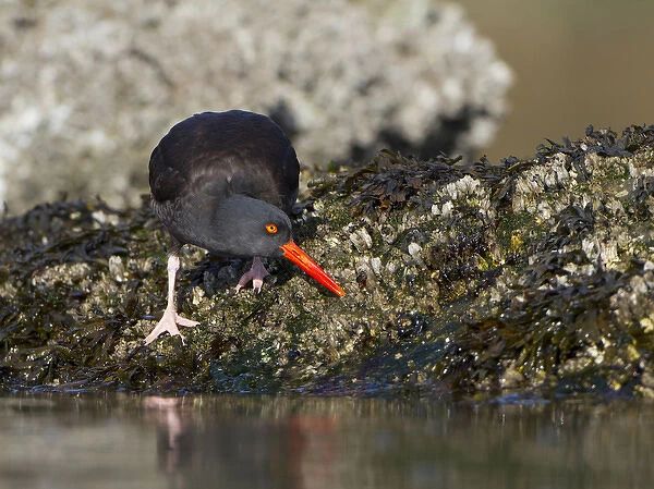 USA. Black Oystercatcher (Haematopus moquini) prys a barnacle from an intertidal