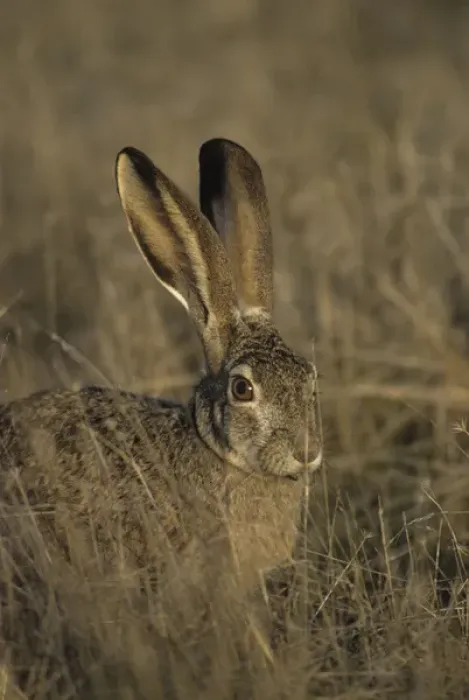 Framed Print : USA, Black-tailed Jackrabbit