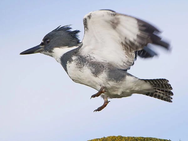 USA, Blaine, Washington. Male Belted Kingfisher leaps from seaside perch