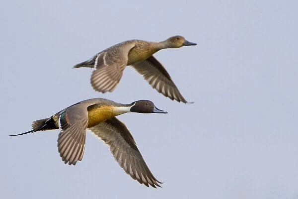 USA, Blaine, Washington. Male and female Northern Pintail in flight