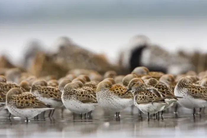 Framed Print : USA, Bottle Beach, Grays Harbor, Washington. Western Sandpipers rest at high tide