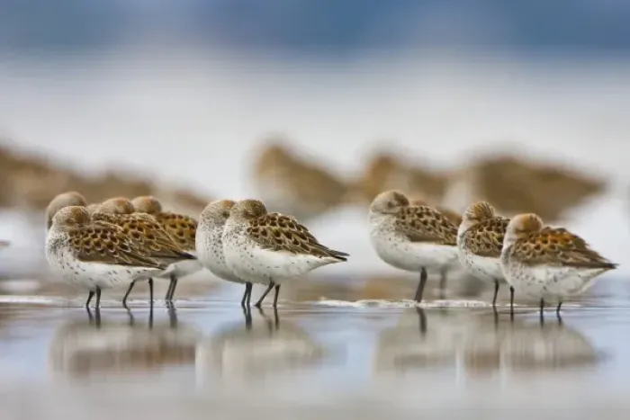 Framed Print : USA, Bottle Beach, Grays Harbor, Washington. Western Sandpipers rest at high tide Framed Print : USA, Bottle Beach, Grays Harbor, Washington. Western Sandpipers rest at high tide