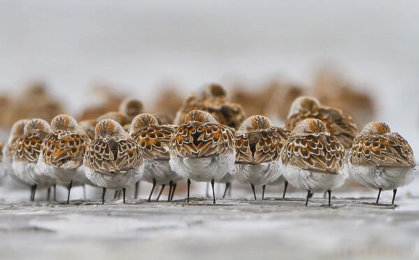 USA, Bottle Beach, Grays Harbor, Washington. Western Sandpipers rest at high tide