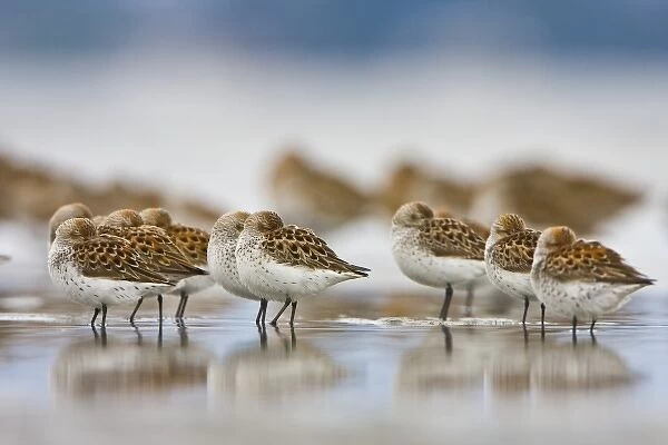 USA, Bottle Beach, Grays Harbor, Washington. Western Sandpipers rest at high tide