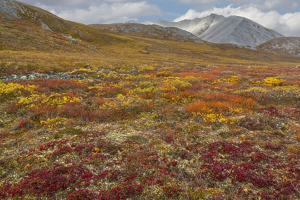 USA, Brooks Range, Gates of the Arctic National Preserve. Autumn color in tundra