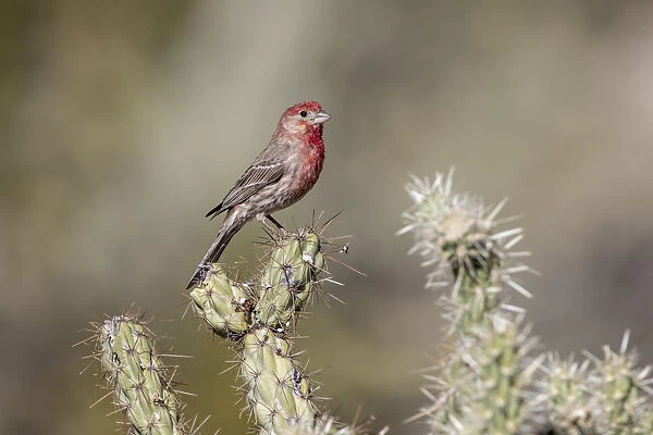 USA, Buckeye, Arizona. House finch perched on a cholla cactus in the Sonoran Desert