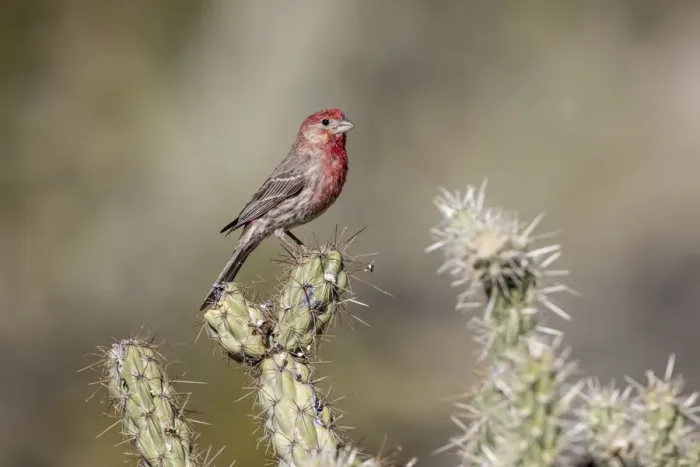 Framed Print : USA, Buckeye, Arizona. House finch perched on a cholla cactus in the Sonoran Desert Framed Print : USA, Buckeye, Arizona. House finch perched on a cholla cactus in the Sonoran Desert