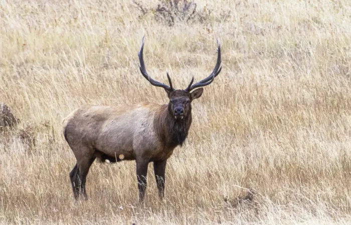 Framed Print : USA, bull elk Framed Print : USA, bull elk