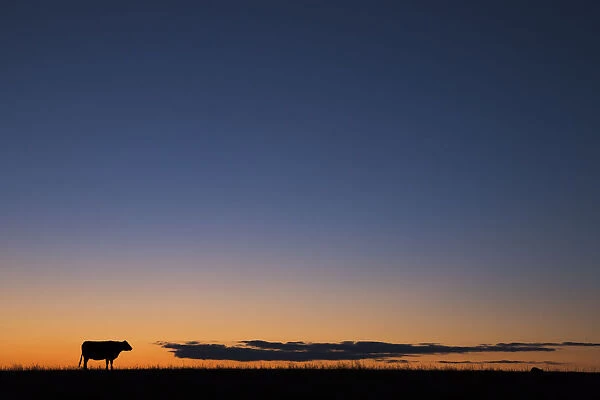 USA, Burchard, Nebraska. Cow at sunset