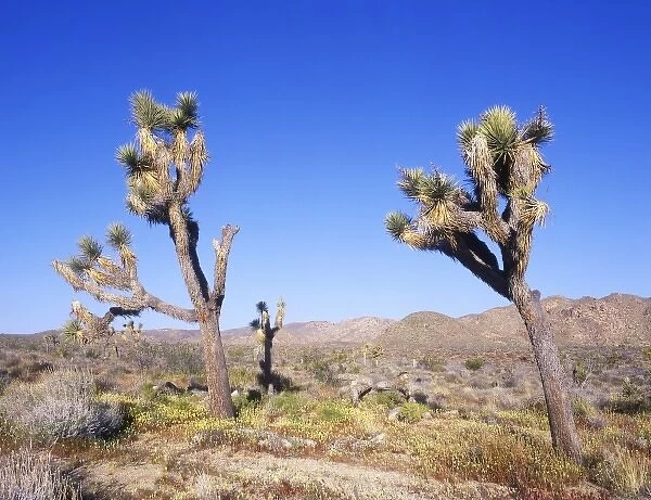 USA, CA, Joshua Tree NP, Joshua Trees & Desert Dandelion