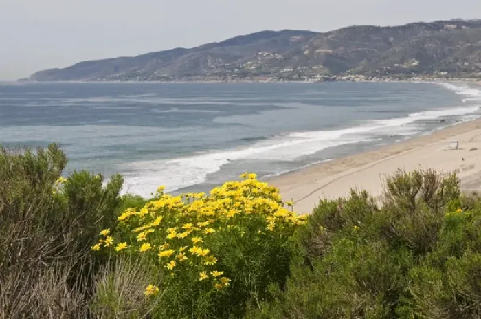 Framed Print : USA, CA, Malibu, Point Dume State Park. Coreopsis gigantea Framed Print : USA, CA, Malibu, Point Dume State Park. Coreopsis gigantea