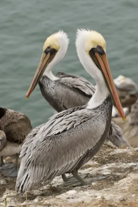 Framed Print : USA, CA, Pismo Beach. Brown Pelicans (Pelicanus occidentalis) on Pelican Point Framed Print : USA, CA, Pismo Beach. Brown Pelicans (Pelicanus occidentalis) on Pelican Point